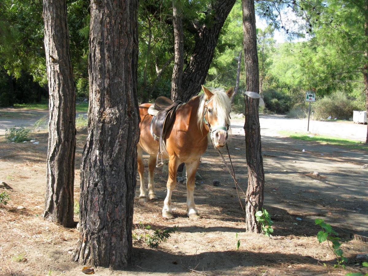 Oranj Ranch Hotel Kemer Luaran gambar